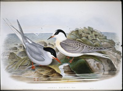 Polartern (Sterna Macrura) (håndfarget litho) av John (after) Gould