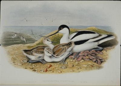 Avocet (Recurvirostra Avocetta) (håndfarget litho) av John (after) Gould