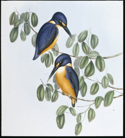 Azure Kingfisher (Alcyone Azurea) (håndfarget litho) av John (after) Gould