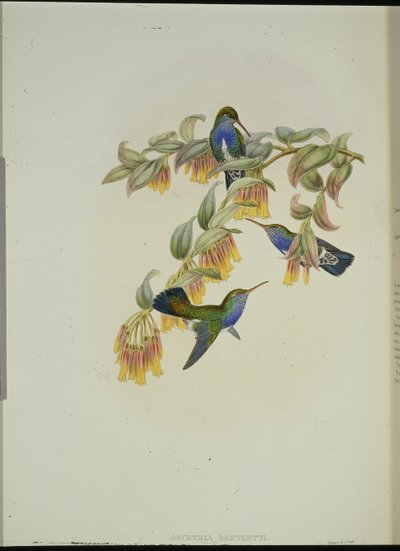 Bartletts smaragdkolibri (Agyrtria Bartletti) (håndfarget litho) av John (after) Gould