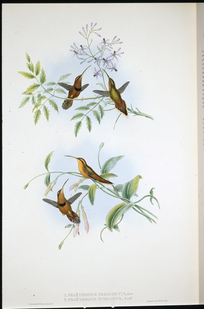Belted eremitt (Phaethornis Nigrocinctus) og biskop eremitt (Phaethornis Episcopus) (håndfarget litho) av John (after) Gould
