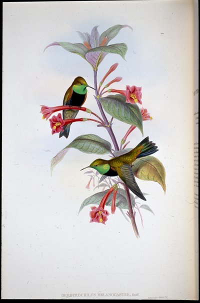 Black-breasted Hill Star (Oreotrochilus Melanogaster) (håndfarget litho) av John (after) Gould