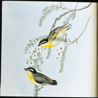 Svarthodet Pardalote (Pardalotus Melanocephalus) (håndfarget litho) av John (after) Gould