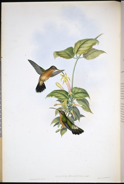 Svarthale-eremitt (Glaucis Melanura) (håndfarget litho) av John (after) Gould