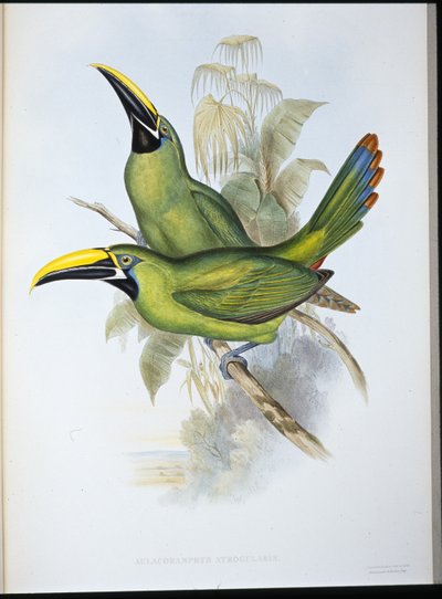 Svartstrupet rilletebb-tukan (Aulacoramphus Atrogularis) (håndfarget litho) av John (after) Gould