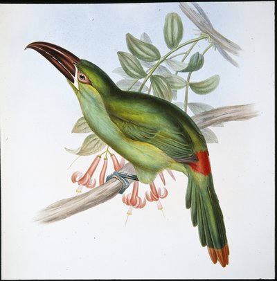 Blodrumpe Groove-bill Toucan (Aulacoramphus Haematopygius) (håndfarget litho) av John (after) Gould