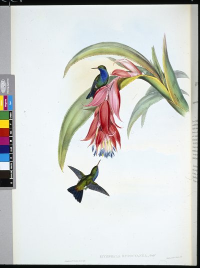 Blåbrystet safir (Eucephala Hypocyanea) (håndfarget litho) av John (after) Gould