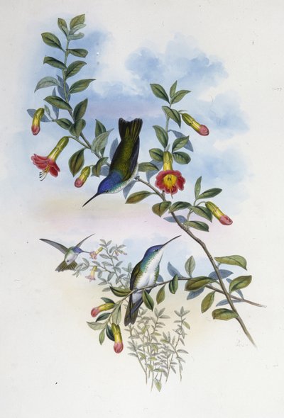 Blåhalset Azure Crown (Cyanomyia Cyanocollis) (håndfarget litho) av John (after) Gould
