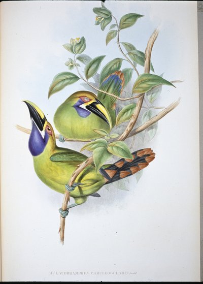 Blåstrupet rilletebb-tukan (Aulacoramphus Caeruleogularis) (håndfarget litho) av John (after) Gould
