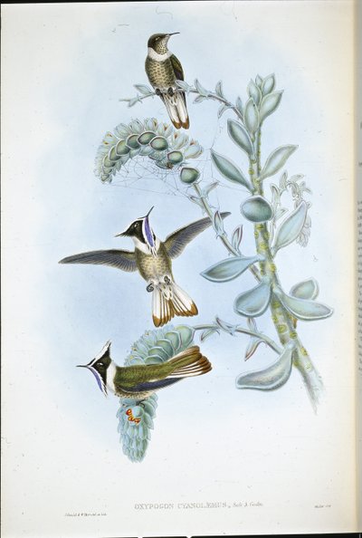 Blåstrupet Hlemte Crest (Oxypogon Cyanolaemus) (håndfarget litho) av John (after) Gould