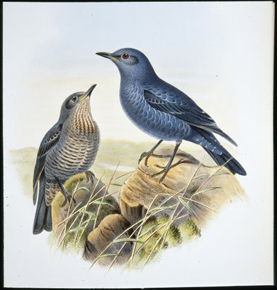 Blue Rock Thrush (Petrocossyphus Cyanus) (håndfarget litho) av John (after) Gould