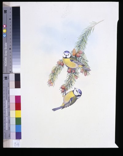 Blåmeis (Parus Caeruleus) (håndfarget litho) av John (after) Gould