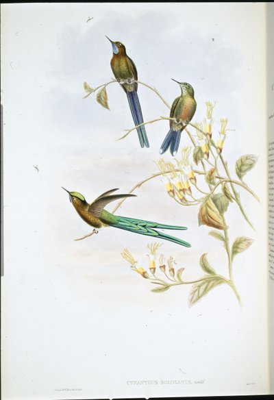 Boliviansk sylf (Cynanthus Bolivianus) (håndfarget litho) av John (after) Gould