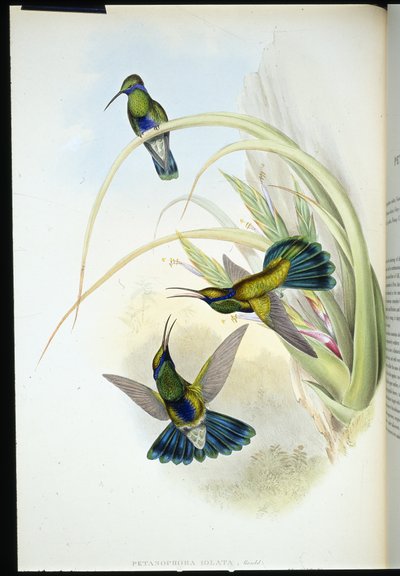 Boliviansk fiolettøre (Petasophora Iolata) (håndfarget litho) av John (after) Gould