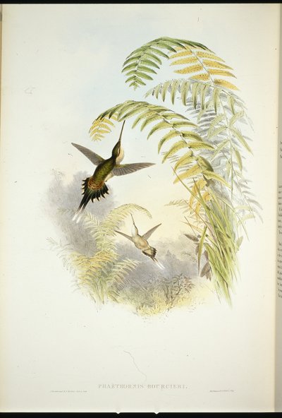 Bourciers eremitt (Phaethornis Bourcieri) (håndfarget litho) av John (after) Gould