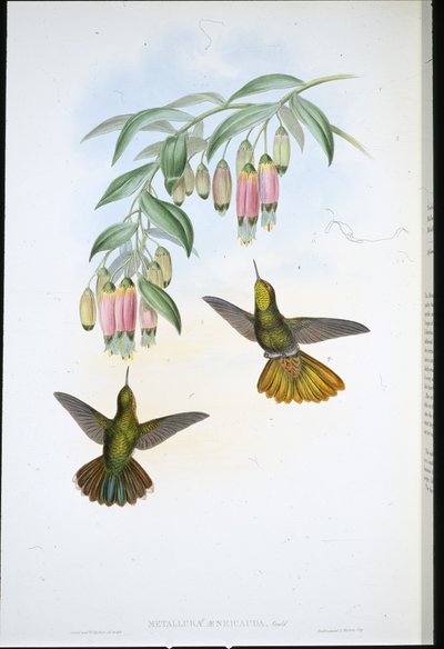 Messinghale (Metallura Aeneicauda) (håndfarget litho) av John (after) Gould