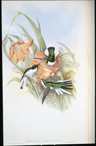 Brasiliansk fe (Heliothrix Auriculatus) (håndfarget litho) av John (after) Gould
