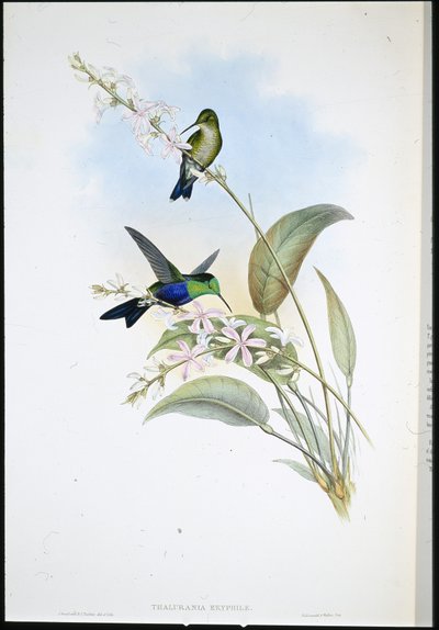 Brasilianske panoplitter (Thalurania Eryphile) (håndfarget litho) av John (after) Gould