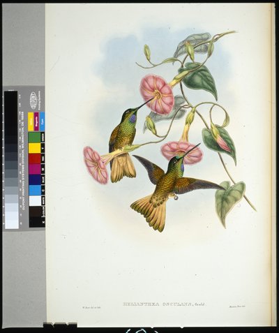 Buff-tailed Star-frontlet (helianthea osculans) (håndfarget litho) av John (after) Gould