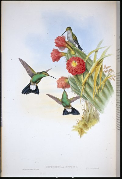 Buffon's Plumeleteer (Hypuroptila Buffoni) (håndfarget litho) av John (after) Gould