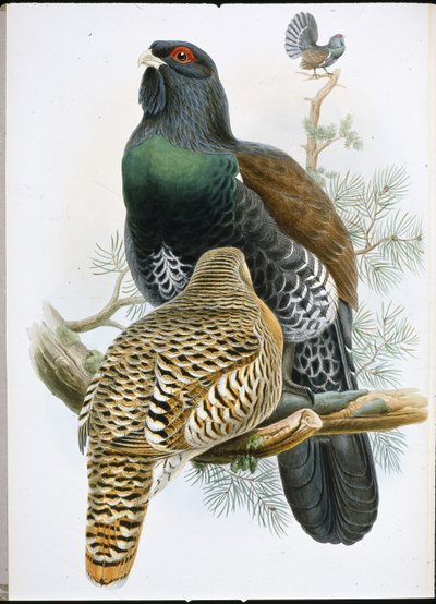 Capercailzie (Tetrao Urogallus) (håndfarget litho) av John (after) Gould