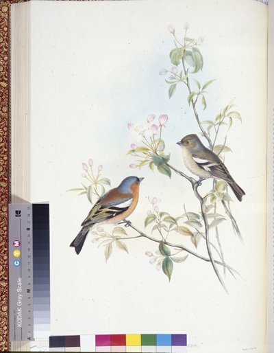 Bokfink (Fringilla Caelebs) (håndfargede medlemmer) av John (after) Gould