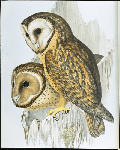 Ugle med kastanje (Strix Castanops) (håndfarget litho) av John (after) Gould
