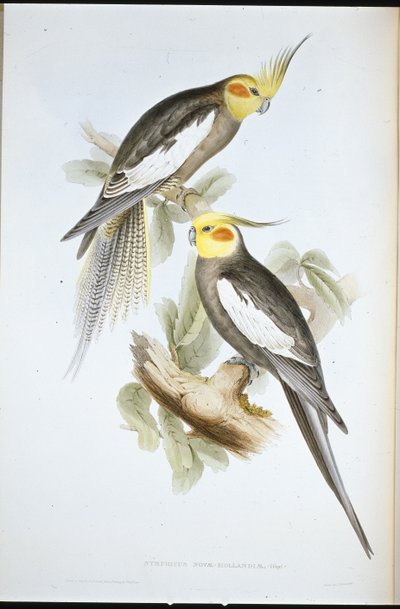 Kakaduparakit (New Holland Nymphicus) (håndfarget litho) av John (after) Gould