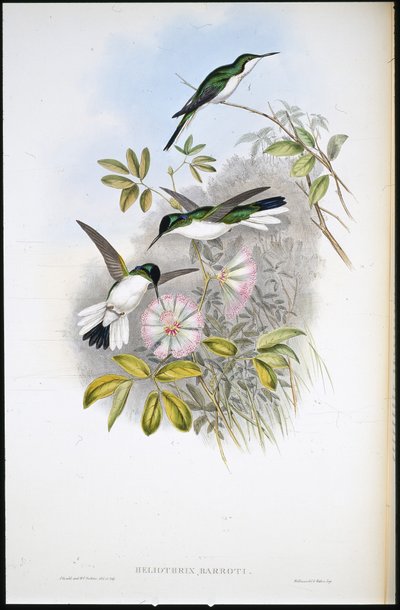 Columbian Fairy (Heliothrix Barroti) (håndfarget litho) av John (after) Gould