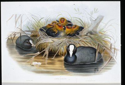Sothøne (Fulica Atra) (håndfarget litho) av John (after) Gould