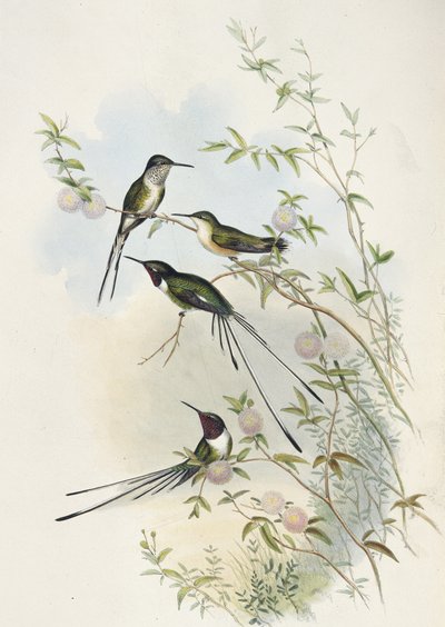 Coras skjærhale (håndfarget litho) av John (after) Gould
