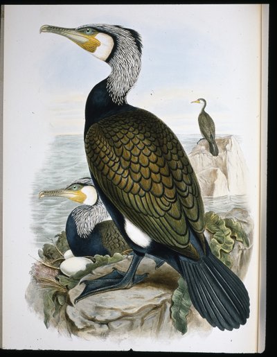 Skarv (Phalacrocorax Carbo) (håndfarget litho) av John (after) Gould