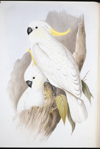 Crested Cockatoo (Cacatua Galerita) (håndfarget litho) av John (after) Gould