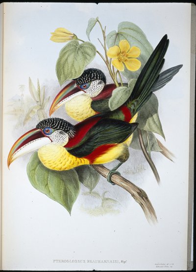 Krøllete Aracari (Pteroglossus Beauharnaisi) (håndfarget litho) av John (after) Gould