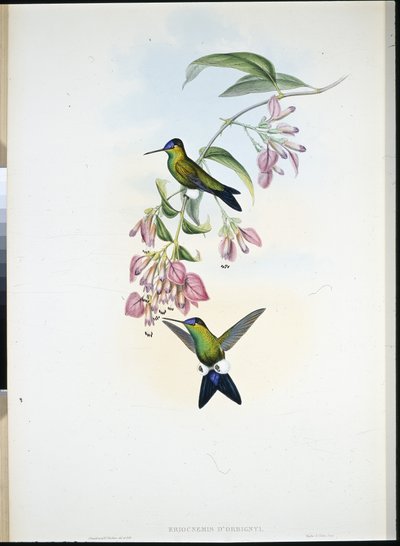 D'Ordigny's Puff-leg (Eriocnemis D'Orbignyi) (håndfarget bilde) av John (after) Gould