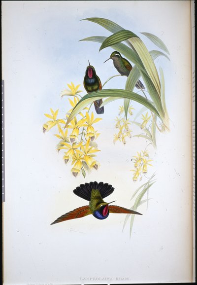 De Rhams granat (Lamprolaima Rhami) (håndfarget litho) av John (after) Gould