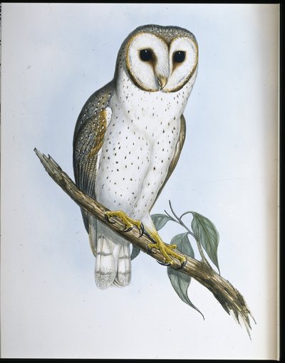 Delikat ugle (Strix Delicatulis) (håndfarget litho) av John (after) Gould