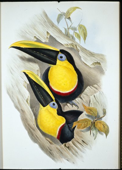 Tvilsom tukan (Ramphastos Ambiguus) (håndfarget litho) av John (after) Gould