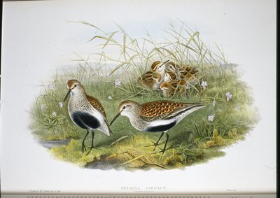 Dunlin (Pelidna Cinclus) (håndfarget litho) av John (after) Gould