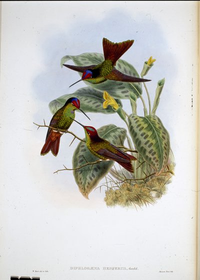 Ecuadoriansk regnbue (Diphagane Hesperus) (håndfarget litho) av John (after) Gould