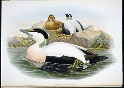 Ærfugl (Somateria Mollissima) (håndfarget litho) av John (after) Gould