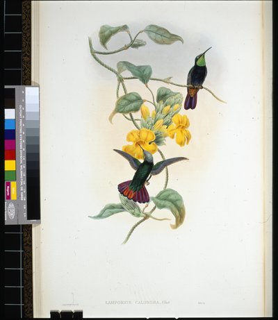 Elliots Topaz lLampornis calosoma) (håndfarget litho) av John (after) Gould
