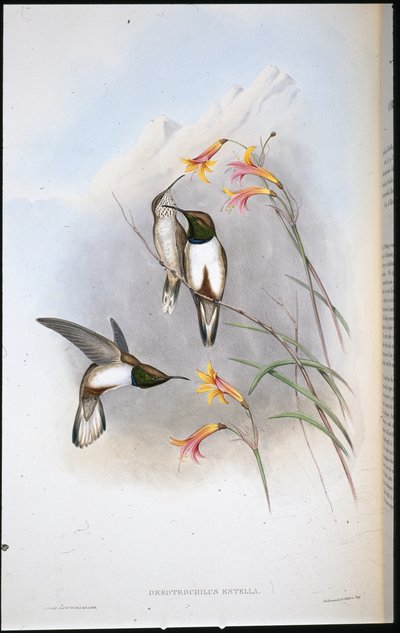 Estellas bakkestjernekolibri (Oreotrochilus Estella) (håndfarget litho) av John (after) Gould