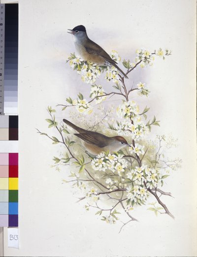 Eurasisk svarthette (Sylvia atricapilla) (håndfarget litho) av John (after) Gould