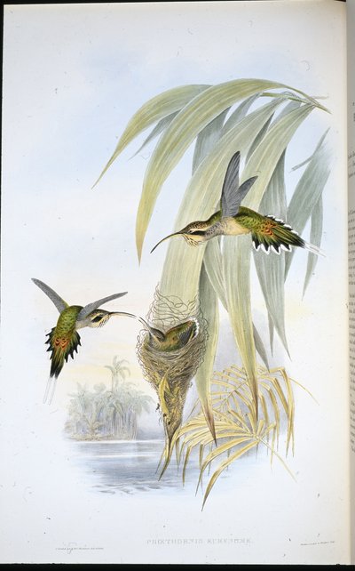 Eurynome Eremitt (Phaethornis Eurynome) (håndfarget litho) av John (after) Gould