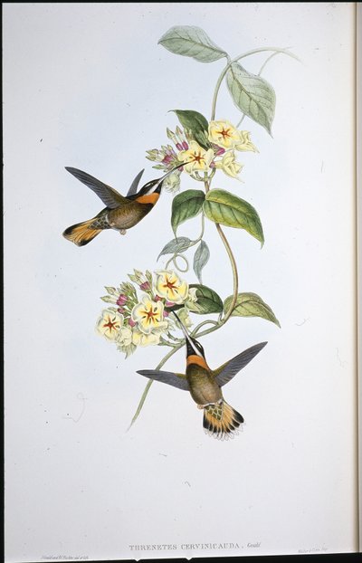 Fawn-tailed Pigghals-kolibri (Threnetes Cervinicauda) (håndfarget litho) av John (after) Gould