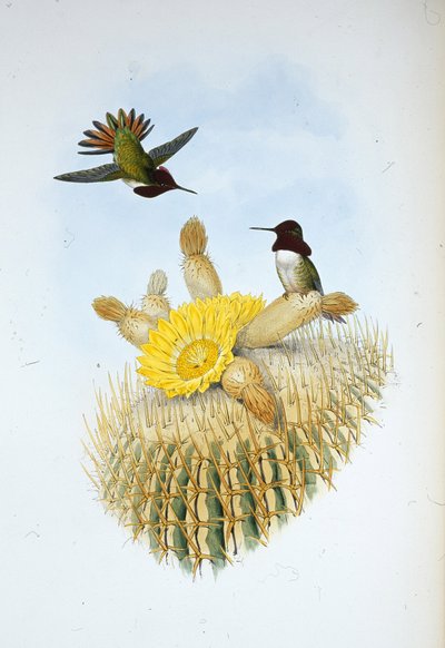 Floresis flammebærer (Selasphorus floresii) (håndfarget litho) av John (after) Gould