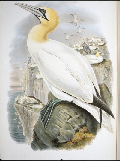 Ganet (Sula Bassana) (håndfarget litho) av John (after) Gould