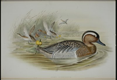 Garganey (Qeurquedula Circia) (håndfarget litho) av John (after) Gould