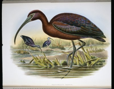 Glanset steinbukk (Falcinellus Igneus) (farget gravering) av John (after) Gould